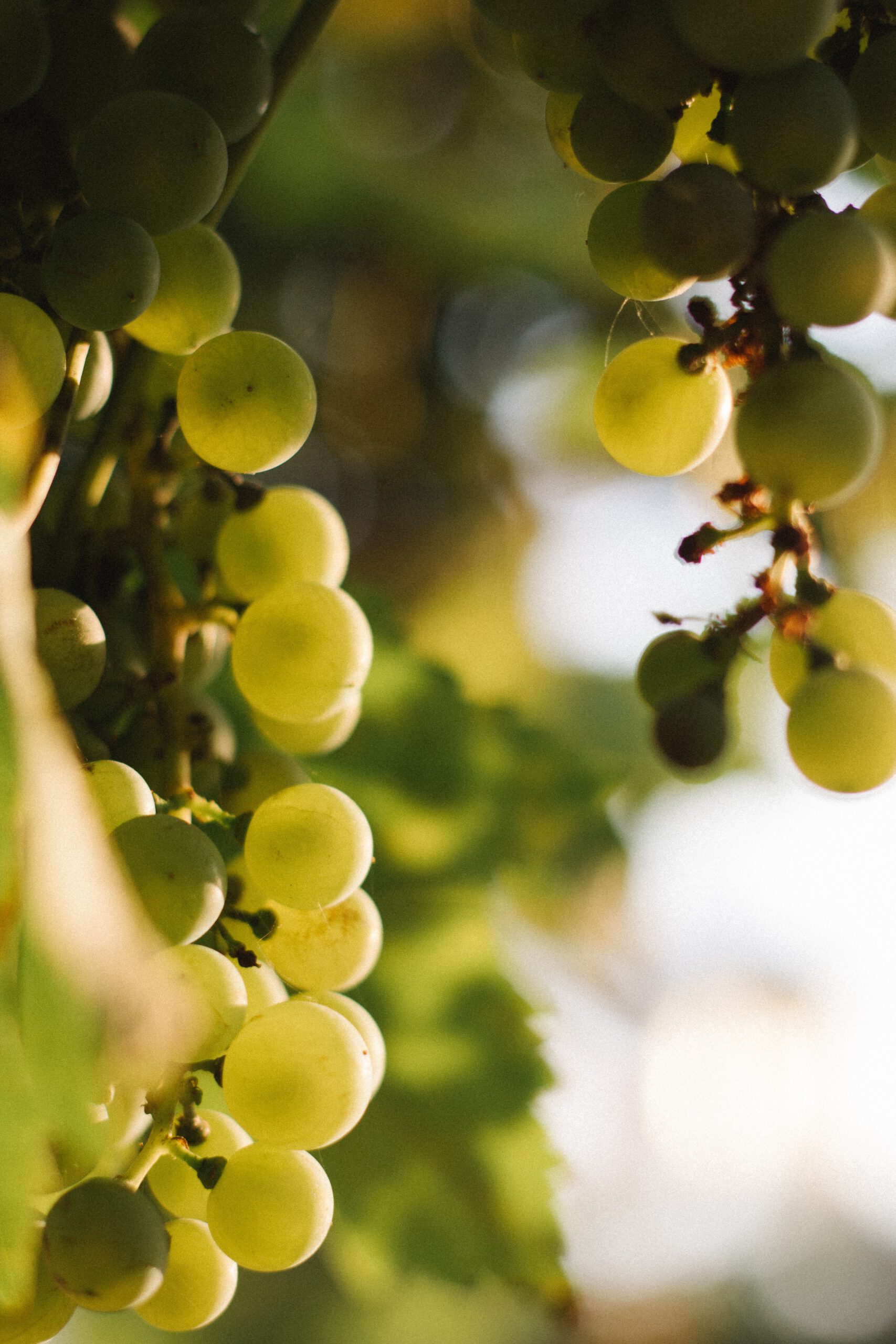 Chardonnay grapes -druiven